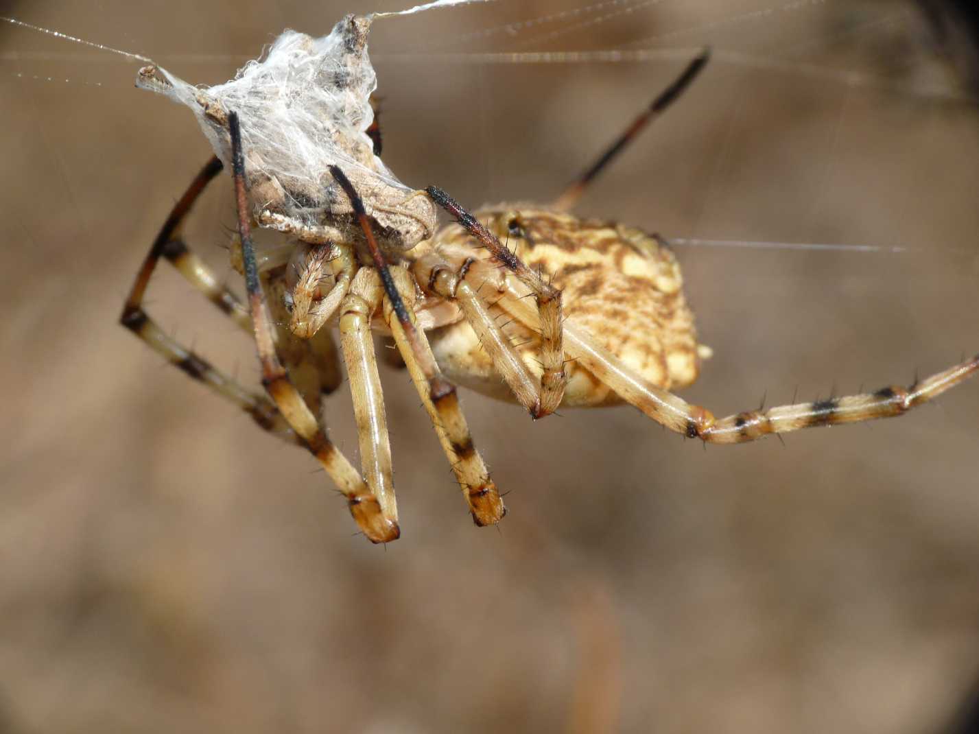 Il paradiso delll''Argiope